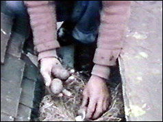 Eggs being collected from rooftop in Dover