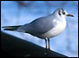 Seagull