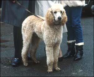 Den's best friend was always loyal and faithful - Roly the dog