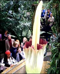 The Amorphophallus Titanum