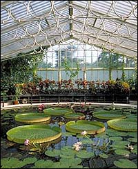 Waterlily House 