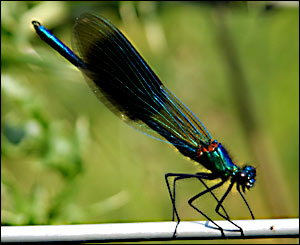 Damsel fly taken with a macro lens