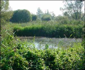 There is a wealth of wildlife living in the ponds on the site