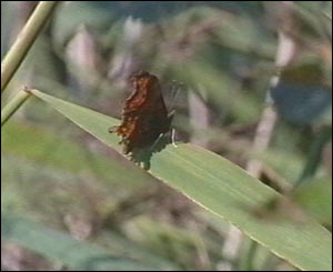 Butterflies are just some of the wildlife who live on the marsh