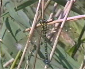 There are large colonies of dragonflies in the area