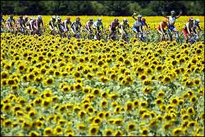 The peloton of the Tour de France ride through a field of sunflowers