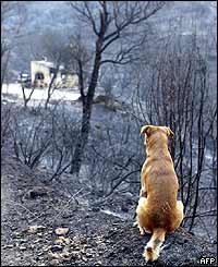 Dog surveys wreckage near Sainte-Maxime
