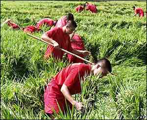 South Korean Army soldiers work on damaged rice field after Typhoon Maemi hit Masan, south of Seoul, 