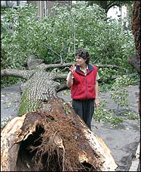 A neighbour looks over a downed oak tree 