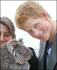 Prince Harry pampers a koala at the zoo