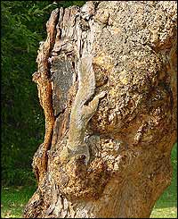 Squirrel on tree in St James's Park