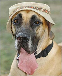 Otto, 3-year-old great dane 