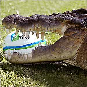Eric, a saltwater crocodile, eats a chocolate cake replica of the official Rugby World Cup ball