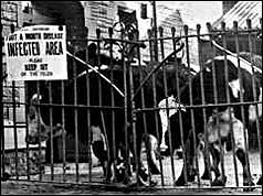 Cattle behind locked gates with infected area notice on gate