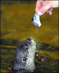 Asian short-clawed otter