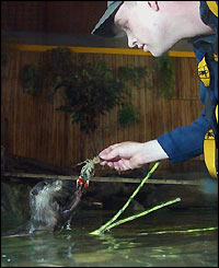 Asian short-clawed otter