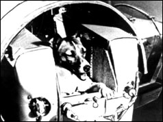 Laika, the Russian space dog in her capsule