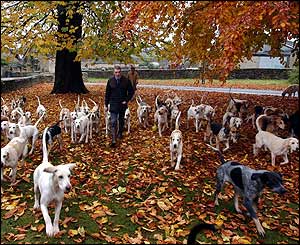 Kennel Huntsman Tony Holdsworth prepares the Duke of Beaufort hounds at their kennels in Badminton, Gloucestershire, Friday 31 October