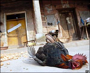 Dead rooster choked by the gas leak