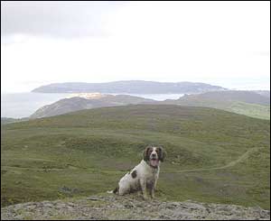 Tim Jones' dog Bob at Tal-y-Fan quarry above Penmaenmawr with the Gt Orme in the background