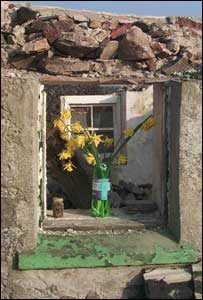 Picture of daffodils in window of house at Pencarnisiog, Anglesey just before being demolished (David Lewis-Waller)