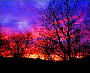 Shepherd's delight from Neil Veck's back garden in Penllergaer, Swansea