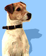 Jack Russell, BBC