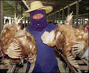 Destroying chickens in Thailand