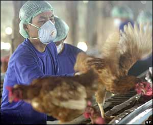 Culling of birds in Thailand