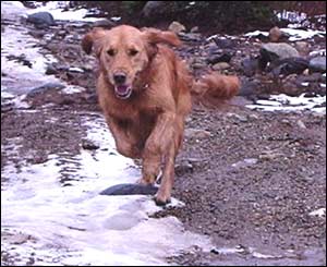 Walter Premier sent this action shot of his son Tom's dog Foxy