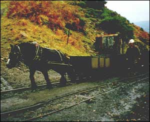 Blackie - one of Wales' last pit ponies who retired in 1998 from Carn Cornel Colliery in the Neath Valley. Blackie is now retired and living in a sanctuary (sent by Roy Peckham)