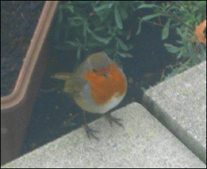 A regular visitor to Neil Veck's garden in Swansea, who posed for this picture by fluffing out his feathers to stay warm.