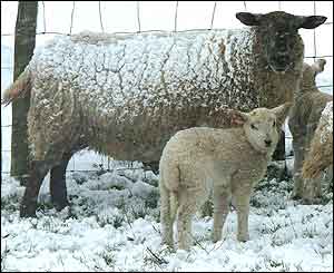 Ewe and lamb