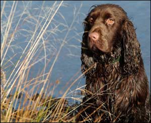 Bradley, a two-year-old field spaniel, taking to the waters at the Dare Valley Country Park, Aberdare (Gerwyn Gibbs)