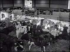 Cattle in pen in shed