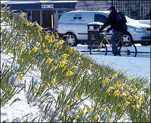 Daffodils poke through the snow