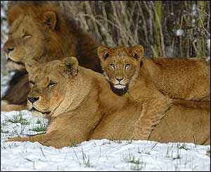 Lion cub experiences first snow