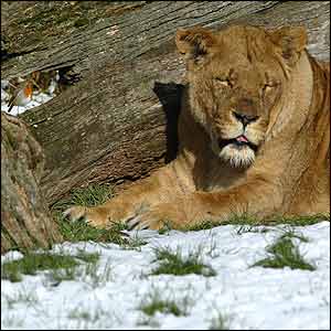 Lion sleeps in snow