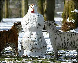 Tigers play with snowman