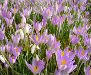 Crocuses in a Pontypridd garden, as caputured by Denize McIntyre 