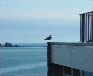 Dan Porter from Trecastle sent this shot of a seagull at Tenby