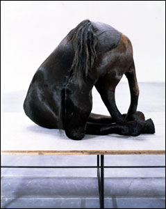 Berlinde de Bruyckere, (horse) K 27, 2003