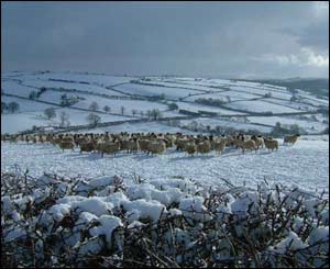 Roger Phillips saw these sheep trying to deal with the snow near Lampeter, Ceredigion