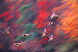 'Taking flight' by Tony Larcombe