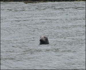 The Wilson family sent in this picture of an Atlantic Grey Seal, taken from a boat off Puffin Island