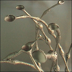 Saskia Olde-Wolbers' Interloper (2003)