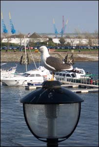 A seagull taking a rest at Cardiff Bay, captured by Matthew Perkins