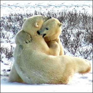 'Polar bears' by Lisa Vogt