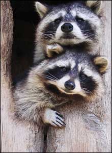 'Raccoons' by Therese Davis