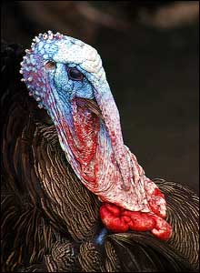 'Freiherr B�se' by Marek Wozniak